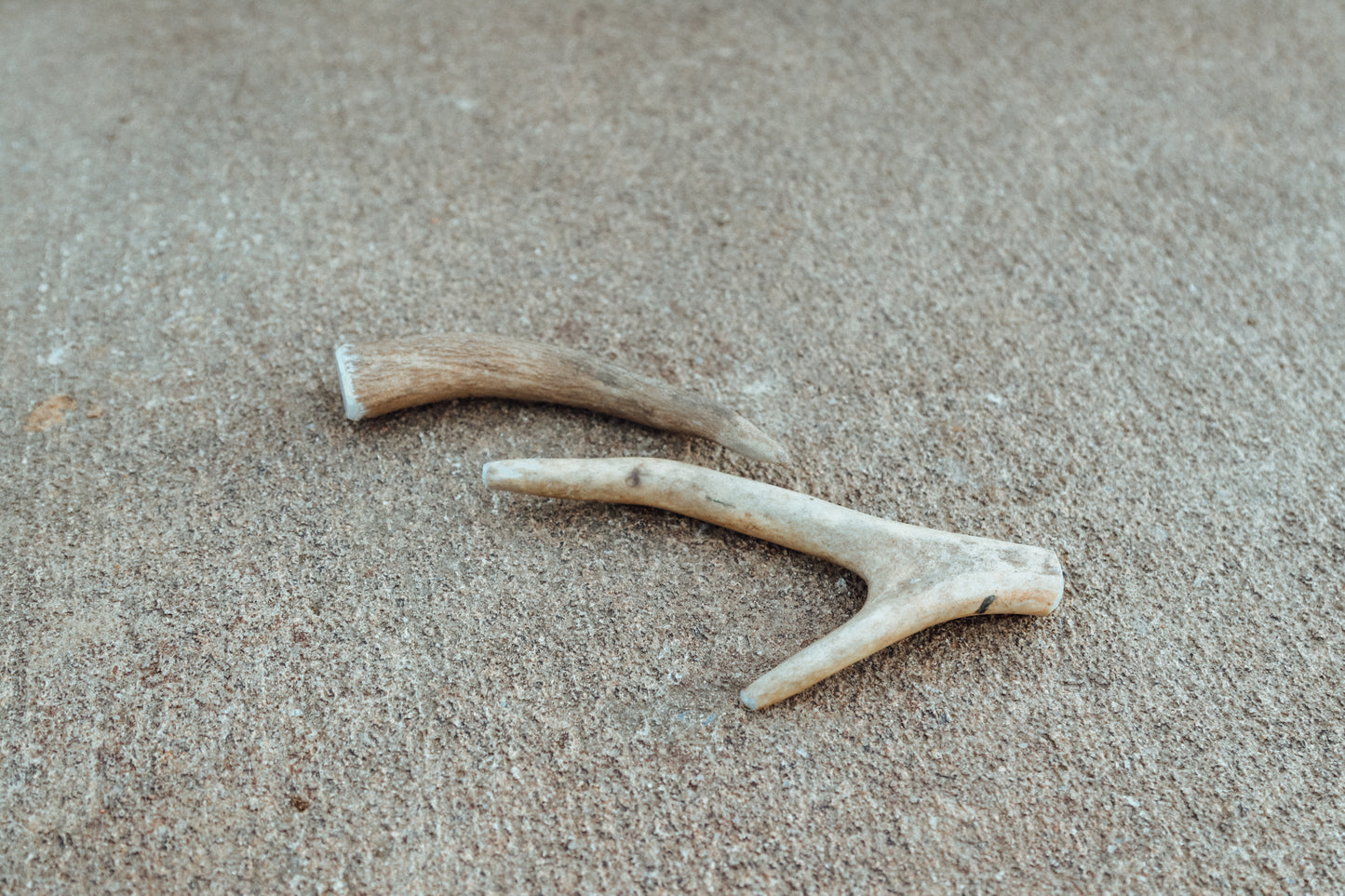 Small Antler Chew (2 pack)