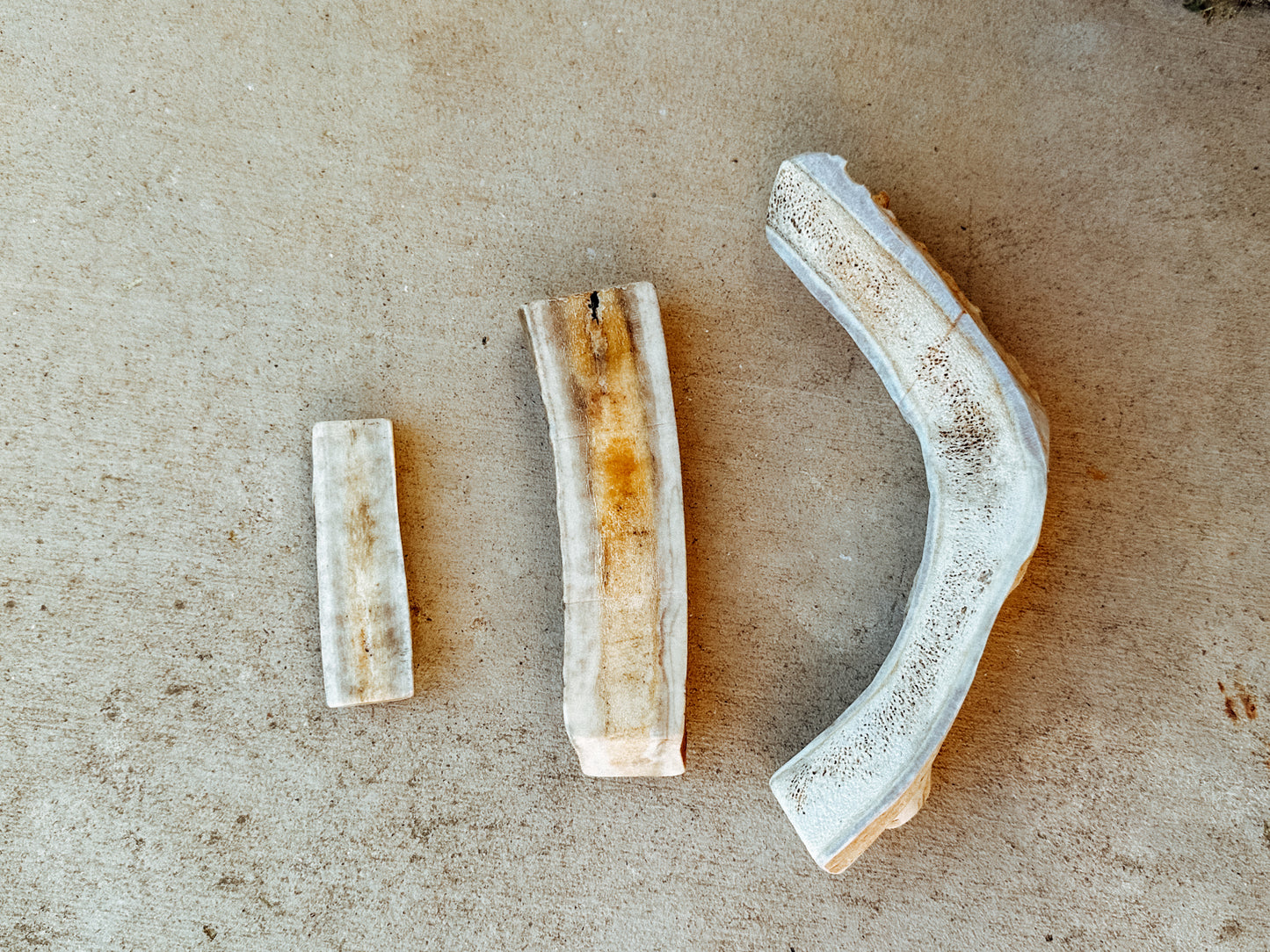Small Split Antler