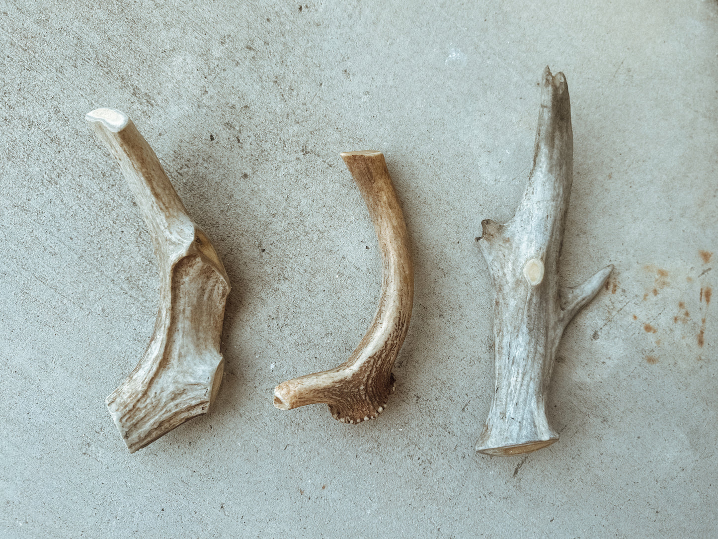 XL Antler Chew