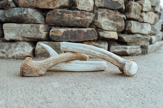 Large Antler Chew