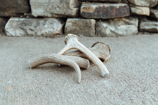 Medium Antler Chew